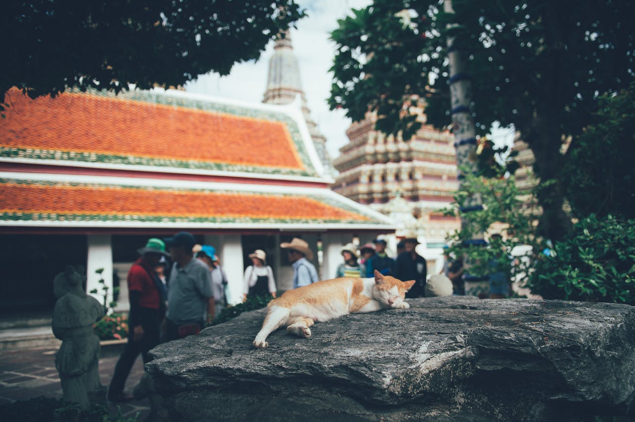 Sleeping Cat at the Temple in Thailand